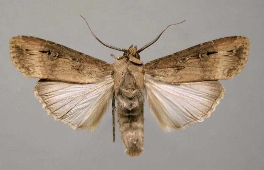 16539, grote worteluil, Agrotis ipsilon, HKSchiphorst, coll. P.Rooij.jpg